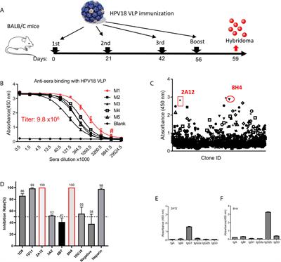 Potent Neutralizing Humanized Antibody With Topical Therapeutic Potential Against HPV18-Related Cervical Cancer